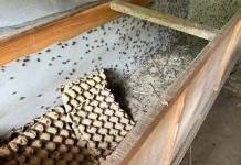 Berawal dari Hobi Burung, Ternak Jangkrik Jadi Peluang Usaha