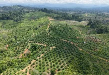Koalisi Surati Kemenhut, Tolak Perhutanan Sosial di Habitat Gajah Seblat