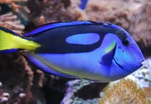 Mengenal Ikan Leter Enam: Fauna Laut yang Dipopulerkan Karakter Dory