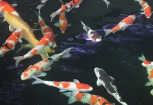 Benarkah Ikan Koi Bisa Hidup hingga Ratusan Tahun?