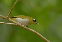 Pesona Burung Pleci dan Keunikan Telur Kebiruan di Alam Liar