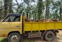 Harga TBS Stabil di Kisaran Rp3.000