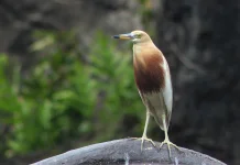 Pesona Burung Blekok Sawah dan Perubahan Warna yang Memukau