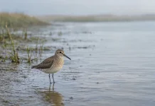 Petualang Sunyi: Rahasia Migrasi Mandiri Burung Solitary Sandpiper
