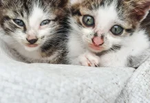 Merawat Anak Kucing, Perlu Kesabaran dan Perhatian