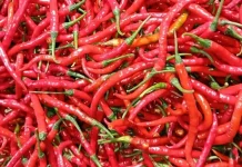 Harga Cabai di Pasar Minggu Bengkulu Naik, Capai 65 Ribu