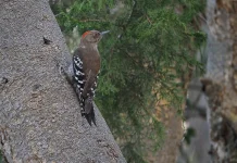 Arabian Woodpecker: Penghuni Langka Pegunungan Jazirah yang Kian Terancam