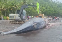 Penanganan Cepat Paus Sperma Terdampar di Ternate