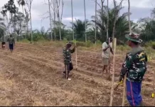 Jaga Ketahanan Pangan, TNI dan Warga Garap 6 Hektare Lahan Jagung