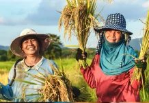 Petani Padi Dilindungi Asuransi Hadapi El Nino
