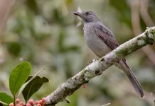 Screaming Piha, Burung Amazon dengan Panggilan Memekakkan Telinga