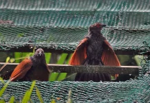 Mengenal Burung Bubut: antara Mitos Pertanda Buruk dan Fakta Ekologisnya