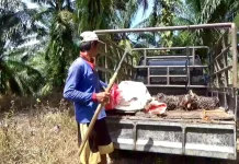 Seleksi Beasiswa SDM Sawit 2026,Bengkulu Utara Masih Tunggu Hasil Resmi Dari BPDP