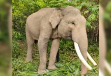 Hutan Harus Jaga Demi Keberlangsungan Hidup Gajah