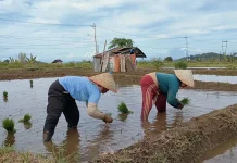 18 Kelompok Tani Bengkulu Utara Ajukan Mesin Pompa Air