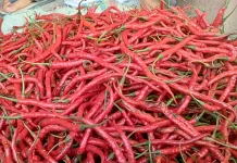Harga Cabai Merah Naik, Kini Tembus Rp70.00/kg