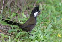 Fakta Unik Burung Cambuk Timur, Penghuni Hutan Australia Suara Lecutan Cambuk