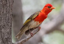 Mengenal Red-Headed Weaver, Burung Penenun Kepala Merah yang Tangguh dari Afrika