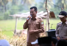 Dinas Pertanian Kaur Akan Segera Realisasikan 40 Ribu Bibit Sawit Gratis