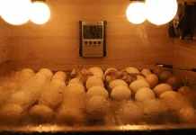 Penetasan Telur Ayam Menggunakan Mesin Tetas Dinilai Lebih Efektif
