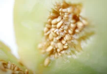 Tertelan Biji Buah, Benarkah Bisa Tumbuh Jadi Pohon?