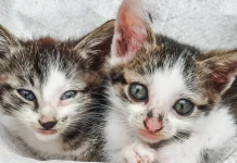 Ideal Merawat Kucing agar Sehat, Bersih, dan Aktif