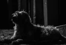 Mitos atau Fakta,Gonggongan Anjing pada Malam Hari Sering Dikaitkan Hal Mistis