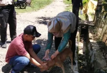 Pentingnya Vaksin Rabies pada Hewan Peliharaan