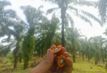 Apa Itu Sawit Tenera? Kenali Ciri dan Keunggulannya