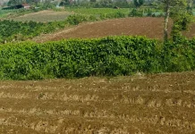 Mengelola Tanah Gersang agar Kembali Produktif