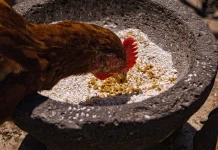 Pakan Ayam Alternatif, Manfaatkan Bahan Lokal dengan Tepat