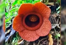 Rafflesia Kemumu Kembali Mekar di Kawasan Kampung Wisata Kemumu