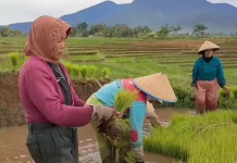 Walang Sangit Ganggu Pengisian Bulir Padi, Petani Perlu Waspada