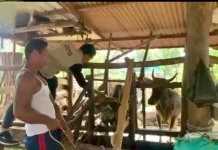 Masyarakat Sambut Baik Vaksinasi PMK oleh Dinas Pertanian Seluma