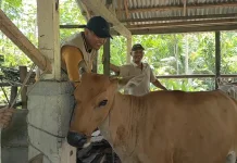 Menjaga Kebersihan Kandang Ternak Penting untuk Mencegah Penyakit