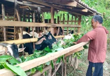 Mengenal Penyakit Mulut dan Kuku pada Hewan Ternak