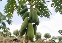 Musim Kemarau Petani Pepaya Californai di Kaur Merugi
