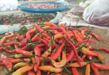 Harga Cabai Rawit Merah Meroket Tertinggi Capai Rp95.000/Kg