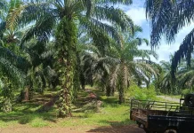 Program Replanting Kelapa Sawit Sudah Masuk Tahap Pekerjaan 150 Hektare