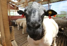 Peternakan Kambing dan Domba Terima Pesanan Aqiqah dan Qurban