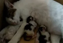 Bukan Sekadar Merawat, Pemilik Hewan Perlu Perhatikan Kesehatan Peliharaan