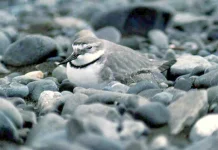 Paruh Unik Bengkok ke Kanan, Burung Wrybill Jadi Fenomena Langka Dunia