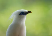 Mengenal Burung Langka Indonesia dan Pentingnya Menjaga Habitatnya