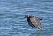 Burung Paling Cerdas Ini Mampu Meniru Nada Dering hingga Suara Manusia