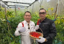 Bupati Kepahiang Panen Perdana Cabai Keriting Hasil Smart Farming