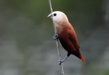 Mengenal Lebih Dekat Burung Bondol Haji