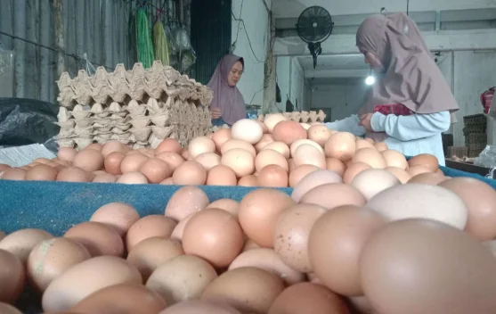 Program SPHP Jagung Pakan Stabilkan Harga Telur dan Daging Ayam