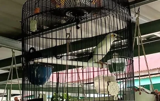 Burung  Jalak  Putih  Miliki  Warna dan  Suara   Unik