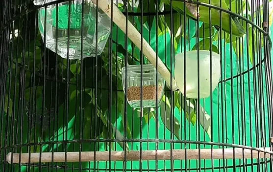 Burung Lovebird  Salah Satu Jenis  Burung Hias