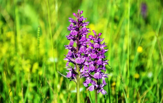 Begini Caranya Budidaya Anggrek agar Tumbuh Subur